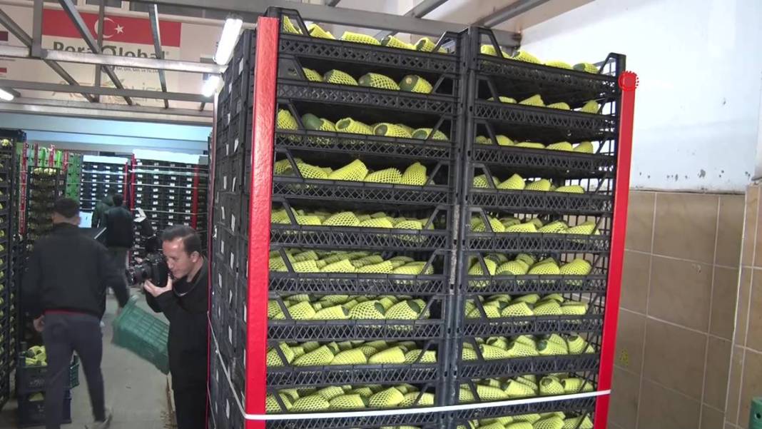 Talebe yetişemiyorlar, adeta yok satıyor! O ilimizde yerli tropikal meyve hasadı başladı 14